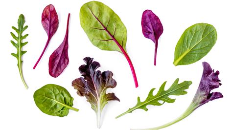 17 Types Of Lettuce And What They Are Used For