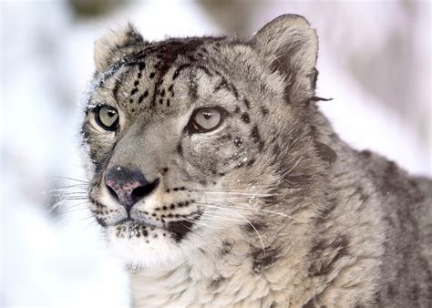 Snow Leopard Facts for Kids | Ghost Cats | Big Cat Facts