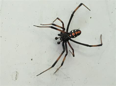 Male Latrodectus variolus (Northern Black Widow) in Catonsville ...