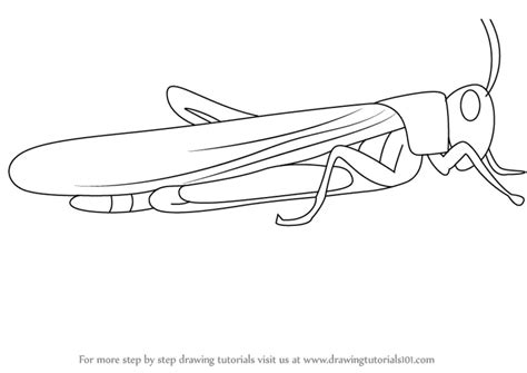 Learn How to Draw a Locust (Insects) Step by Step : Drawing Tutorials