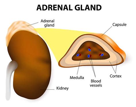 Suprarenal Gland-. The suprarenal Gland are endorine… | by Leenanagda ...