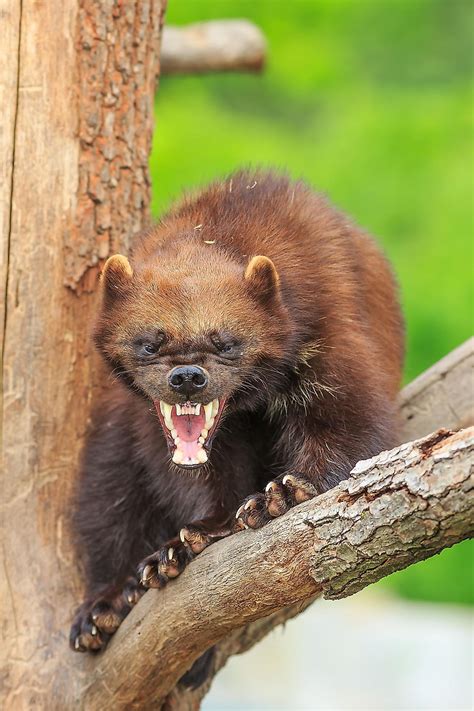 Wolverine Facts: Animals of North America - WorldAtlas