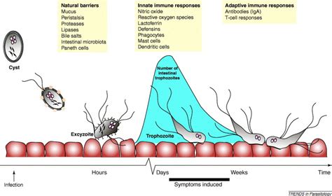 Giardia Lamblia Cysts In Stool Treatment | Bruin Blog