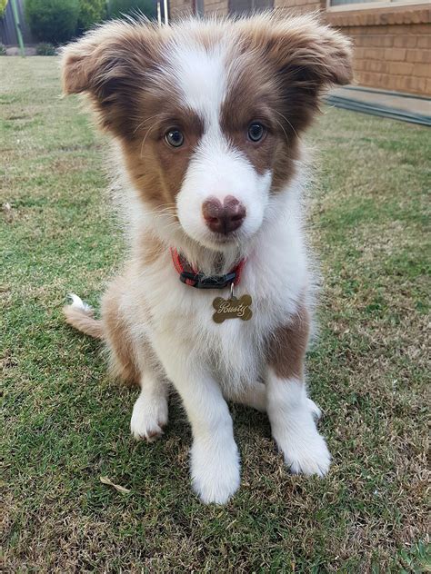 a brown and white dog sitting on top of a grass covered field