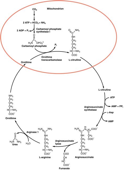 Protein Metabolism | Anatomy and Physiology II