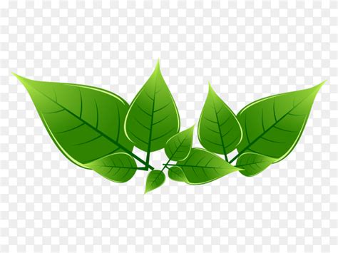 Green leaves premuim vector PNG - Similar PNG