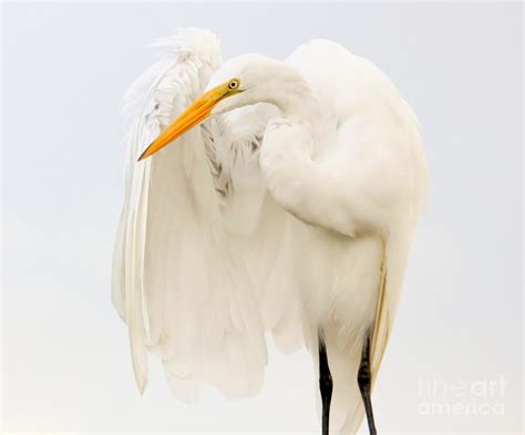 Egret Feathers Photograph by Paulette Thomas - Fine Art America