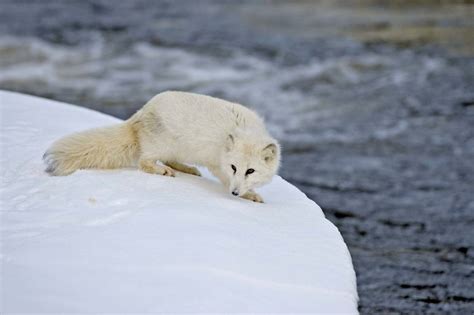 POLAR HABITATS - the library hub