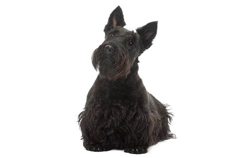 Scottish Terrier Dog Breed Information