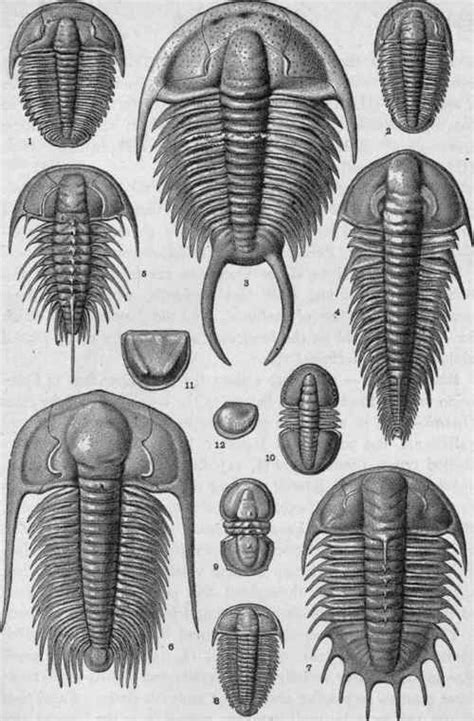 Cambrian trilobites | Fossil art, Prehistoric animals, Fossils