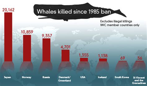 Fact check: how does Japan compare with other whaling nations? - Fact ...