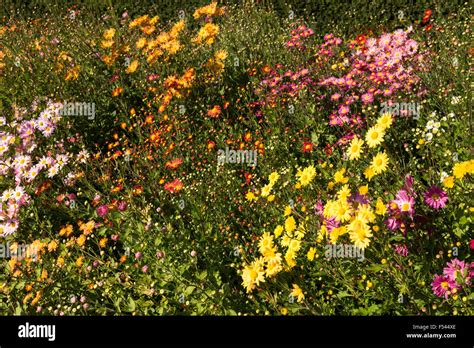 Fall Flowers in The Conservatory Garden, Central Park, NYC Stock Photo ...