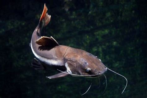 How To Tell If A Catfish Is Pregnant - 5 Quick Signs