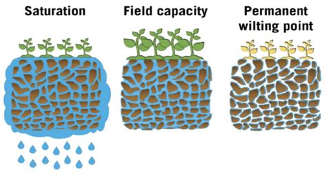 Water | Free Full-Text | Water, Soil, and Plants Interactions in a ...