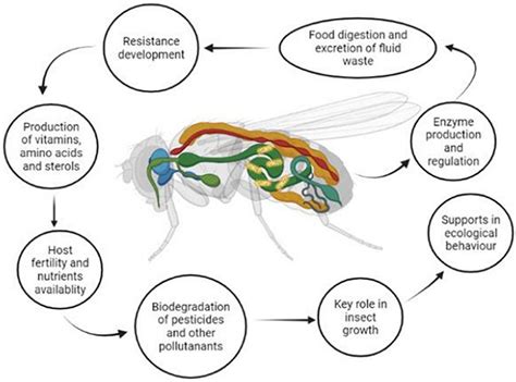 Frontiers | Contribution of insect gut microbiota and their associated ...