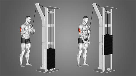 V Bar Tricep Pushdown: Benefits, Muscles Worked, and More - Inspire US