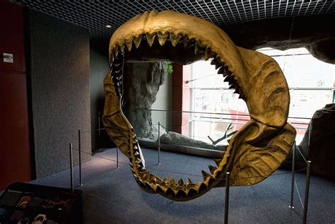 Megalodon: The Largest Shark That Ever Lived | A Moment of Science ...