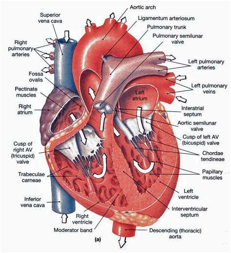 Heart Anatomy: chambers, valves and vessels | Anatomy and physiology ...