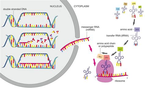 2b1 Protein Synthesis – Nature Journals