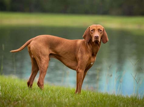 Cani Grandi - Elenco di 36 Razze di Cani Grossa taglia > di 15Kg!