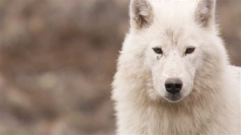 Meet the White Wolf Pack of Ellesmere Island | White Falcon, White Wolf ...