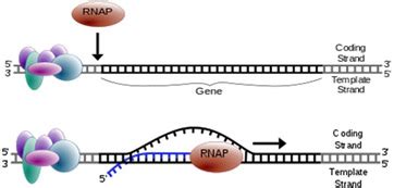 Free download program Non Template Dna Strand - centrinaya