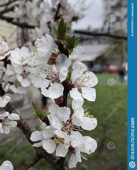 Apricot Blossom Branch for Celebration Design. Beautiful Floral ...