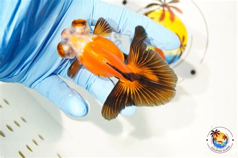 Butterfly Tri-Colors 3-3.5 inches Female 0130BU00TR335TA4F1 - Goldfish ...