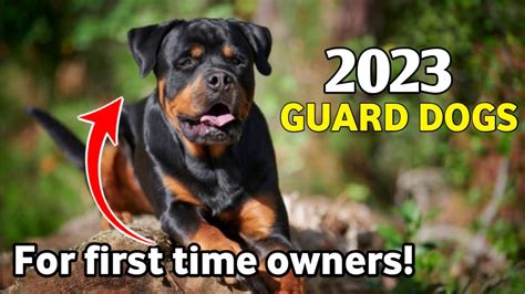 5 Best GUARD DOG Breeds of 2023 : Only for first time Owners - YouTube