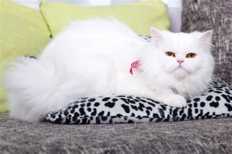 Persian Cat Grooming: The Complete Guide - Cat Mania