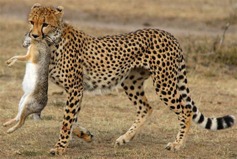 Cheetah Successfully Hunts Prey: A Photographic Chronology - The Gate