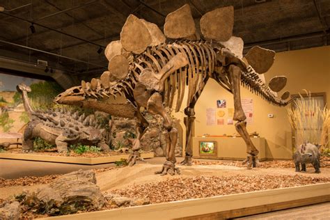 Dinosaur Fossil: Glendive Dinosaur Fossil Museum