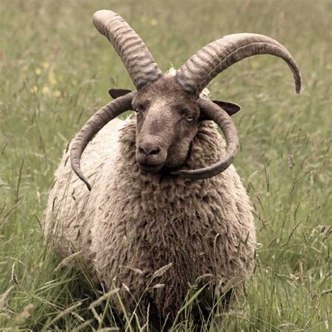 What are the most unusual sheep in the world? - Quora | Goat horns ...