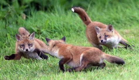 Fox Cubs with mum by Richard Austin | richardaustinimages