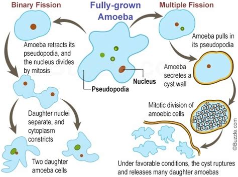 Name the process by which an amoeba reproduces. Draw the various stages ...