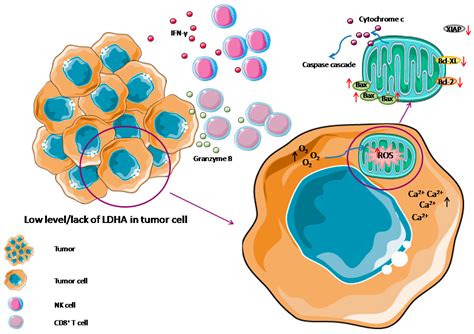 IJMS | Free Full-Text | Unappreciated Role of LDHA and LDHB to Control ...