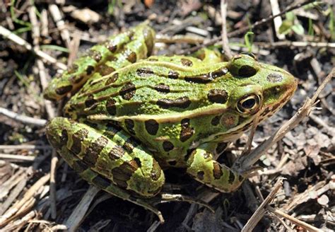 Northern Leopard Frog- Lithobates pipiens | Wildlife Journal Junior