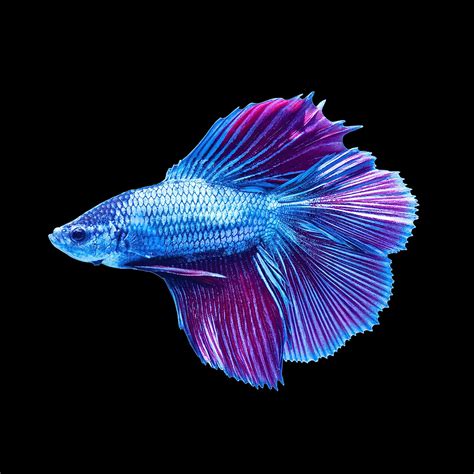 Male Halfmoon Doubletail Betta | Petco