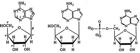 Nucleotides: Composition and Structure