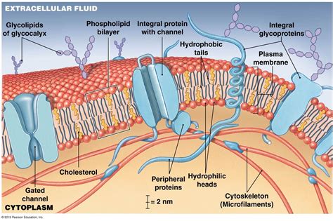 Cell Membrane Diagram Labeled