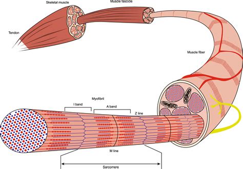 Draw A Neat Labelled Diagram Of Striated Muscle Labeled Diagram | The ...