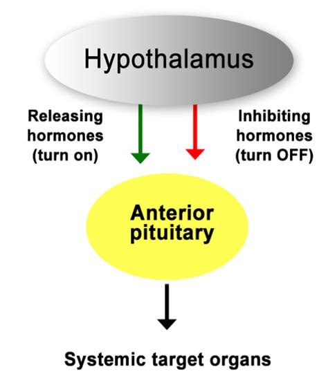 hypothalamus in biology: Definition, Types and Importance | AESL