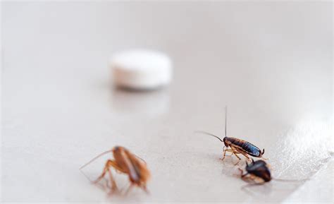 COCKROACH CONTROL METHODS | NEW STAR PEST CONTROL