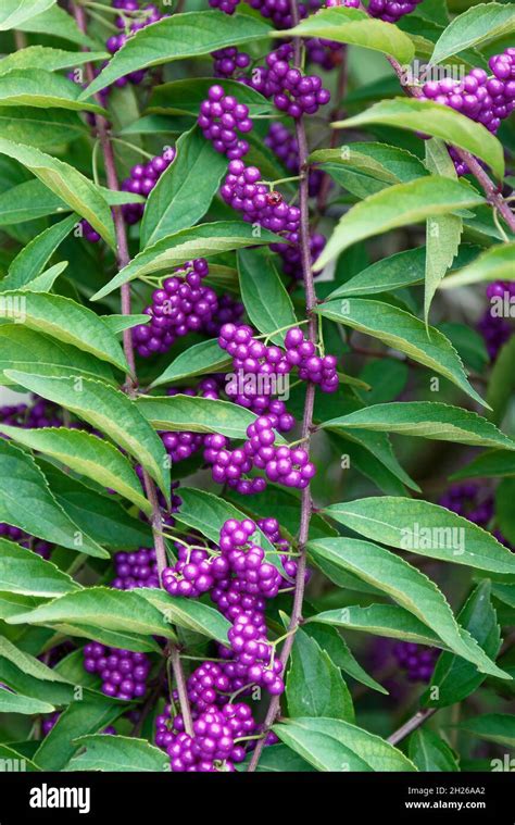 Beautyberry, edible purple berries, long stem, green leaves, nature ...