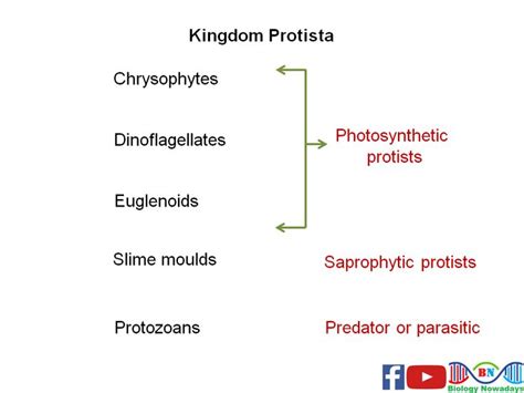 Kingdom protista Keywords: kingdom protista classification, kingdom ...