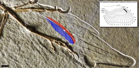 Oldest Fossil Feather Ever Found Came From The Archaeopteryx Dinosaur ...