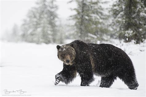 . Grizzly Bear in Snow | Grizzly bear, Bear, Grizzly