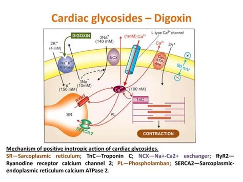 Cardiac glycosides