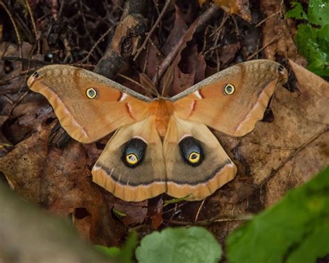 Top 10 Common Texas Moths - Butterflyhobbyist