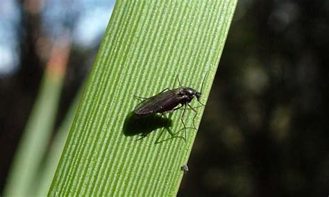 Fungus Gnats: How To Destroy These Plant Pests - Epic Gardening